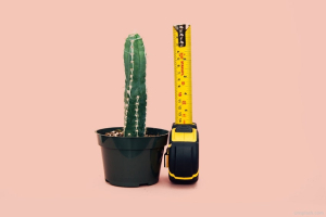 Pianta di cactus in vaso con metro a nastro giallo
